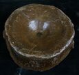 Large Ichthyosaur Vertebra From Dorest, UK #8976-1